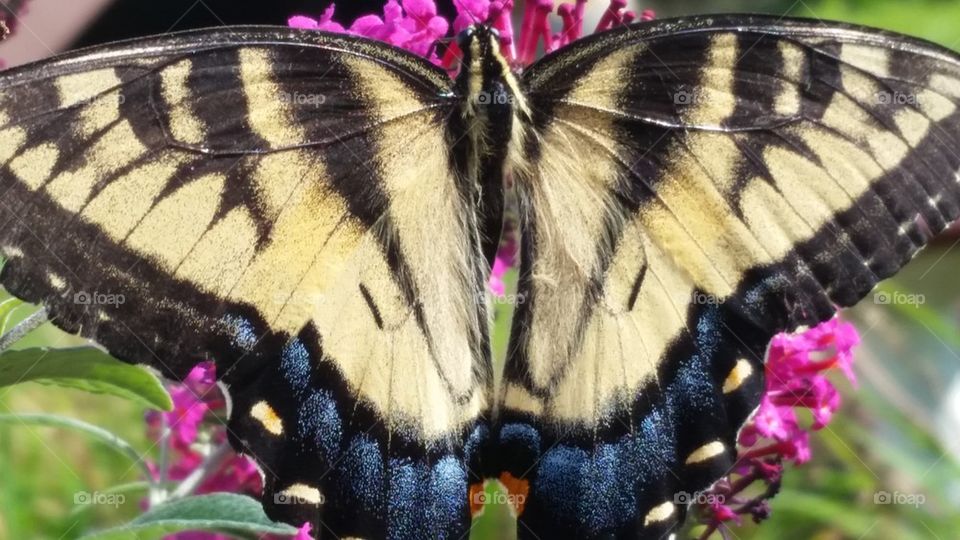 yellow and black swallowtail