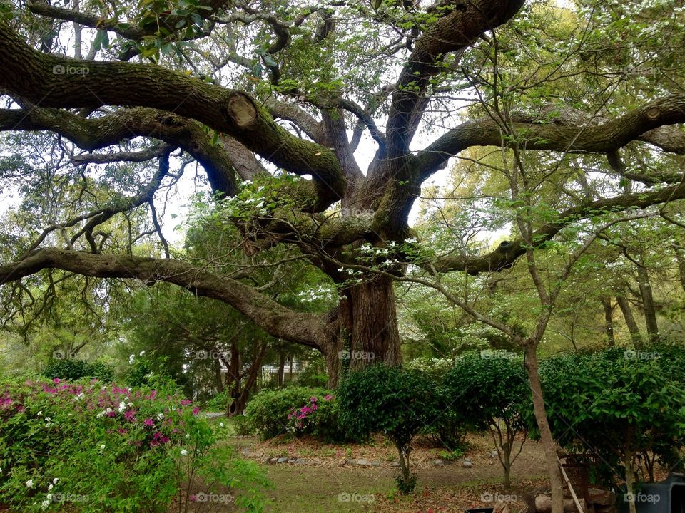 The mighty Oak. 200+ years old