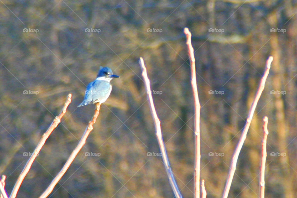 Redneck Bluebird ( Series )