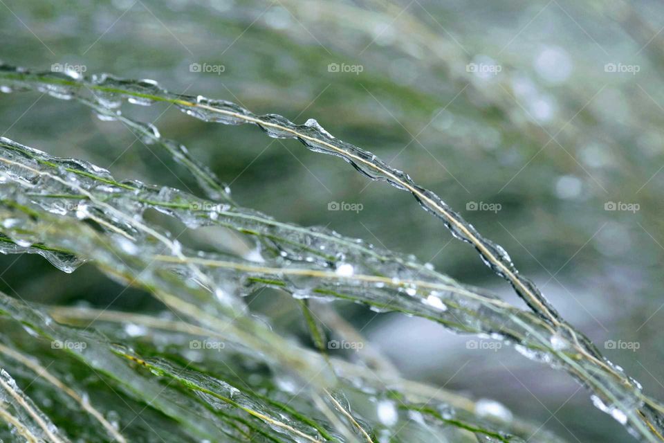 Icicle on grasses