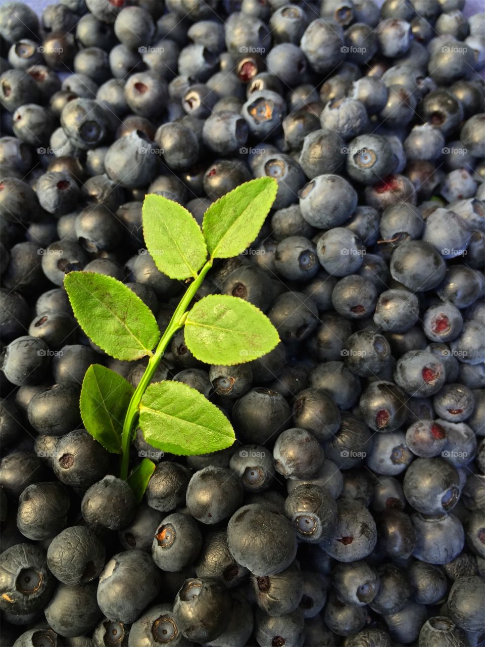 Close up of fresh gathered ripe dark blue swedish blueberries and a sprig with green leaves in summer.