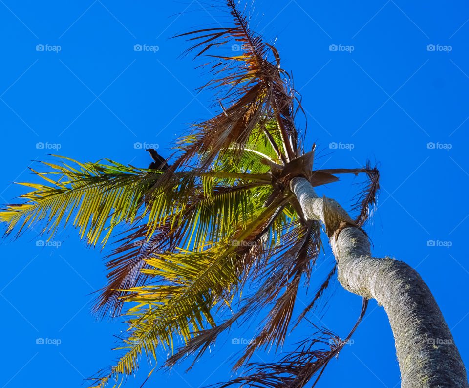 vulture on coconut tree in the extreme south of Bahia, on a paradisiacal beach