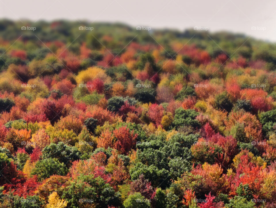 Foliage