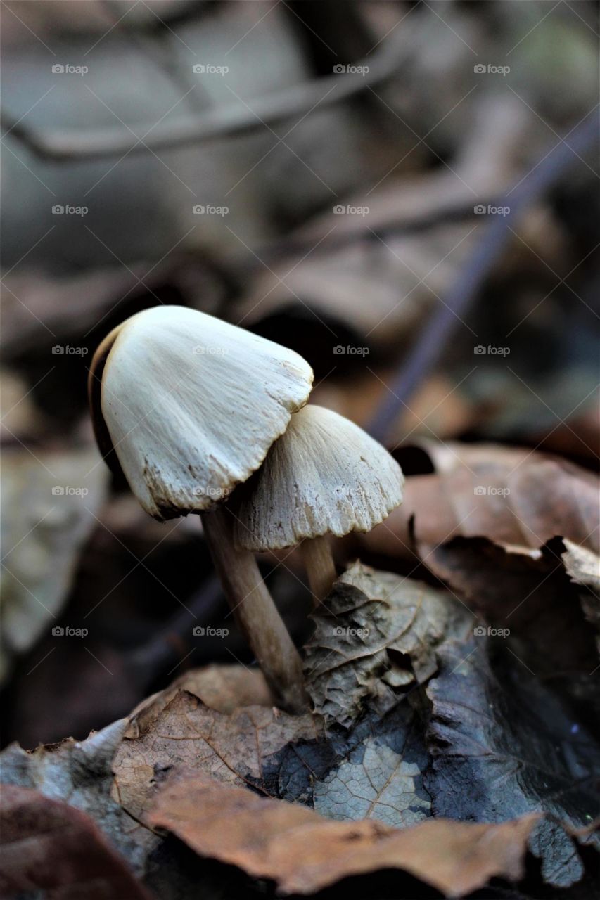 a white mushroom couple within a forest in the North of Iran