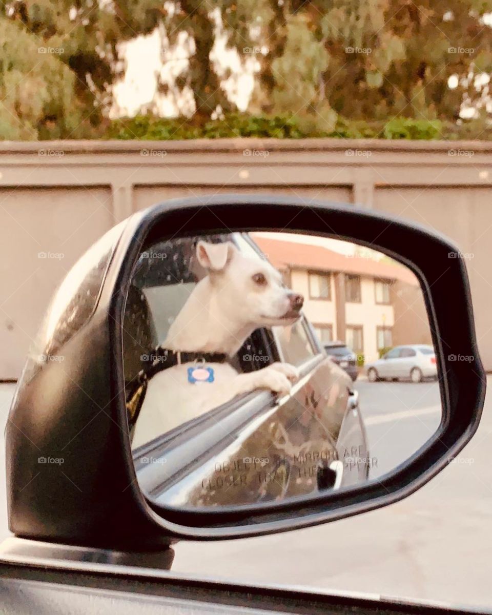 Dog looking outside window of car circa April 2019