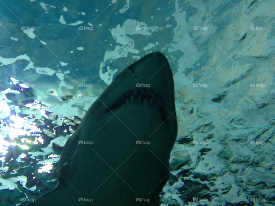 Shark at aquarium in myrtle beach, South Carolina