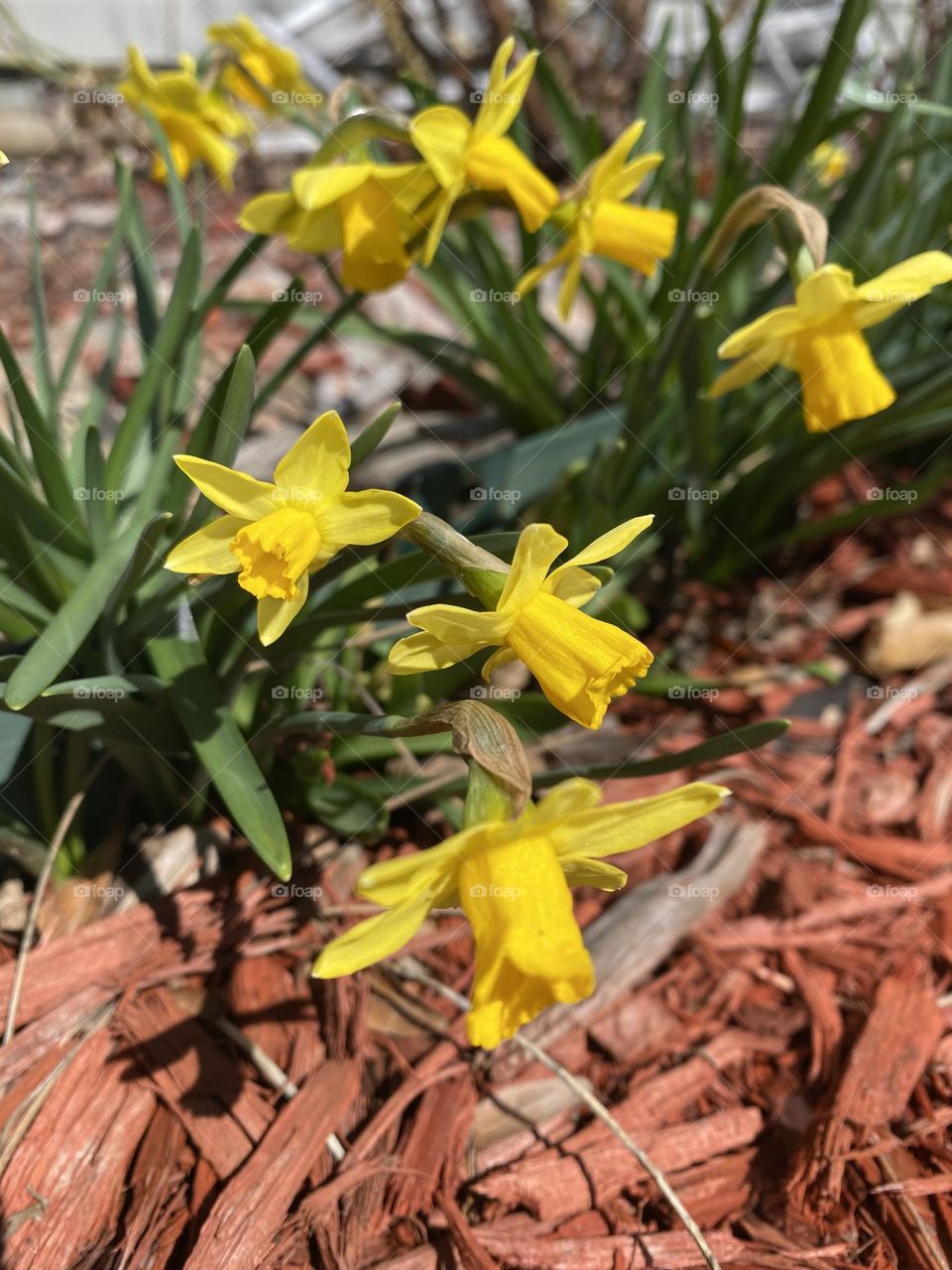 Spring Flowers