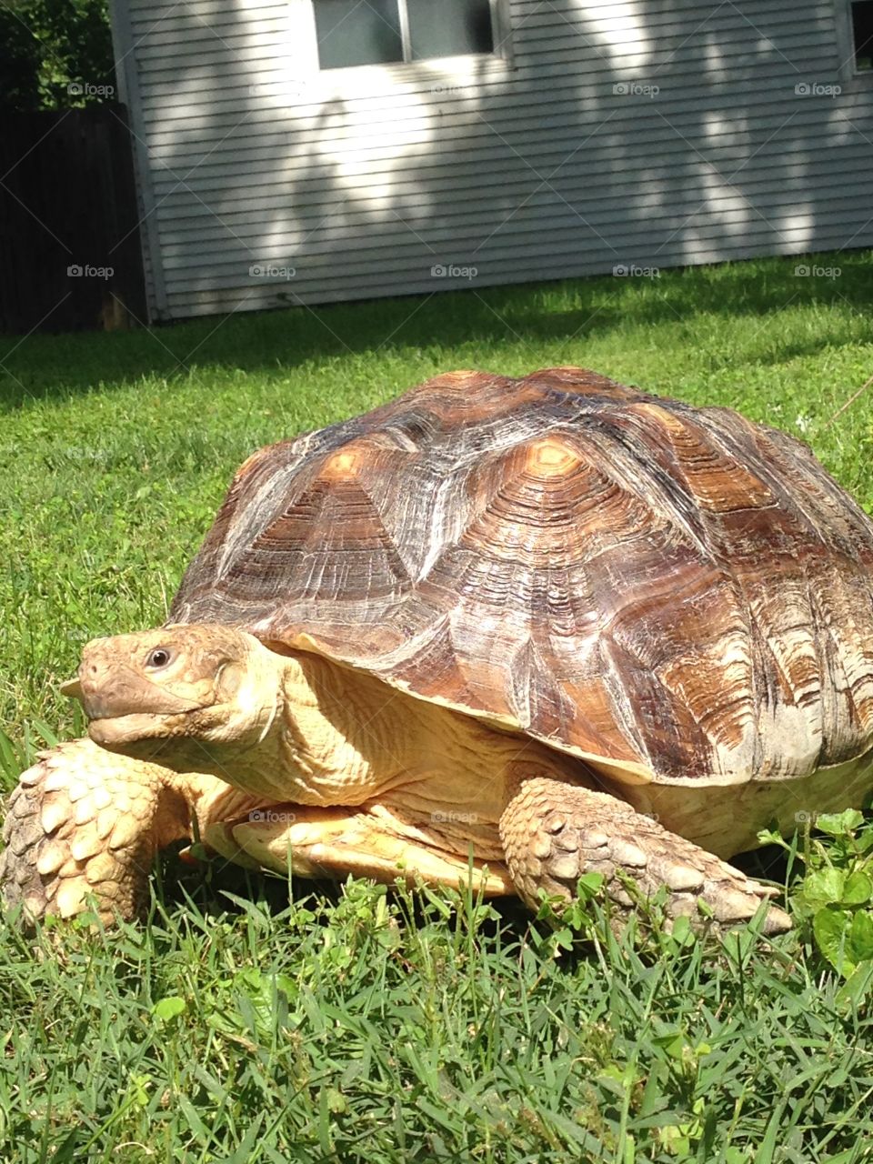 Tortoise 