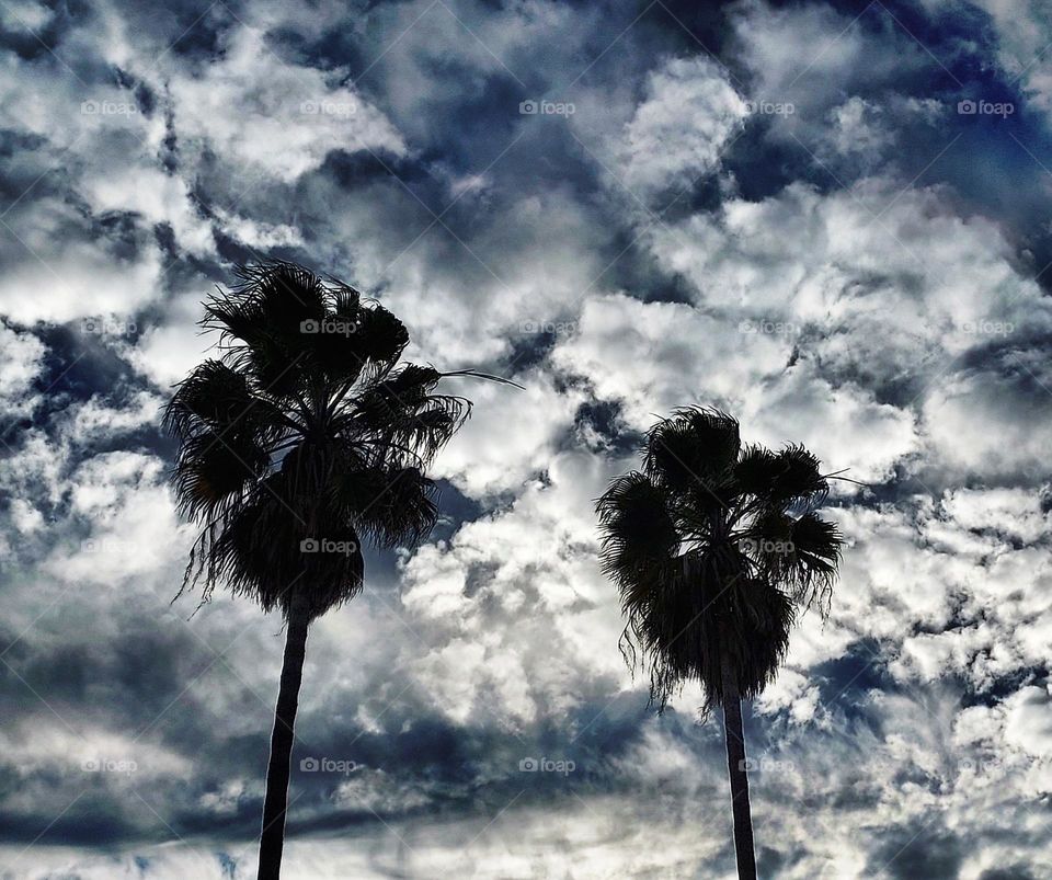 cloudy palm tree Skies