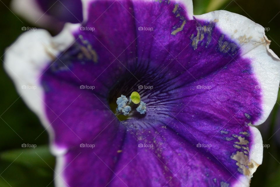 Petunia macro