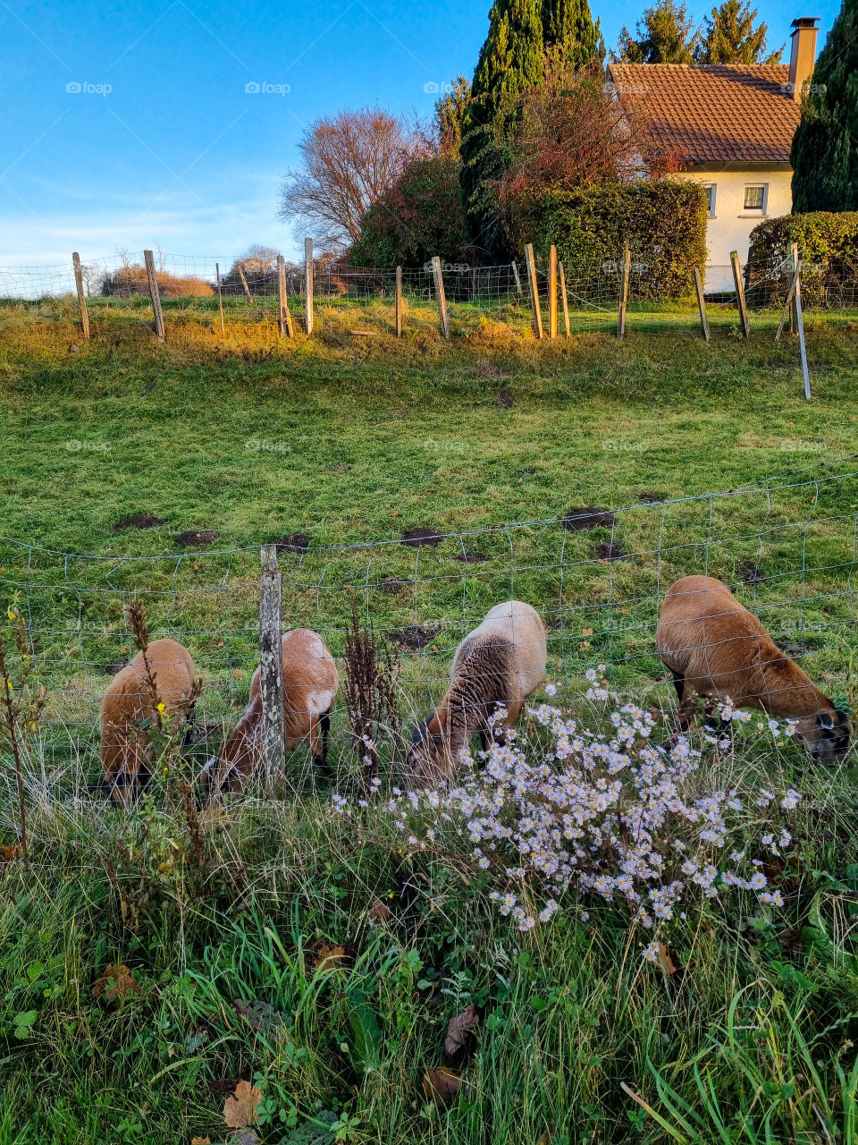 My neighbours have goats and they are so cute and similar, twin goats. The goats have beautiful brown colors. They are always outside enjoying the fresh grass. I don't know how they tell them apart.