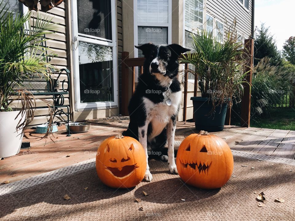 Piper the border collie poses with Halloween Jack-o-Lanterns. 