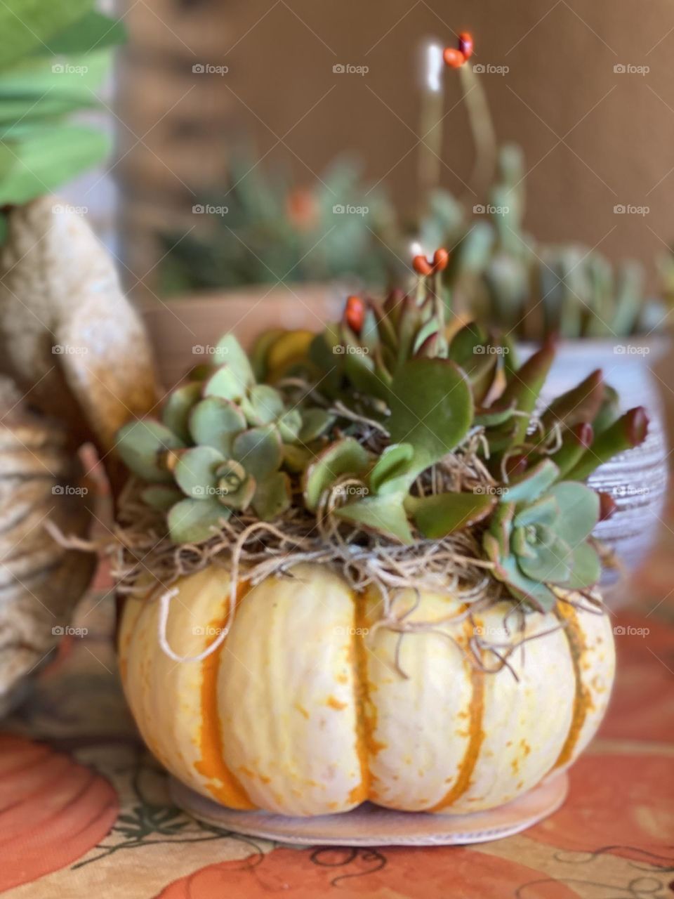 Foap Mission! Unique Fall Pumpkins  Stuffed With Beautiful Succulents!