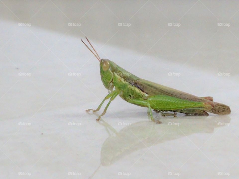 Grasshopper ..... beautiful
