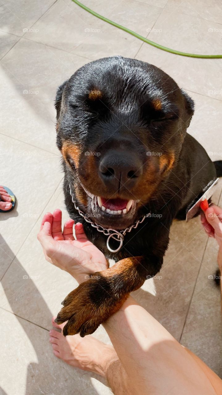 Rottweiler 