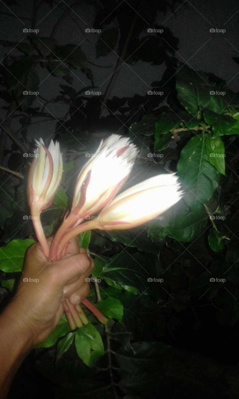 Kadupul Flower Sri Lanka..
