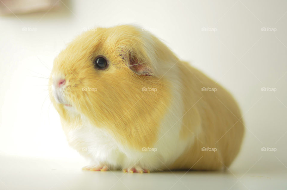 Guinea pig