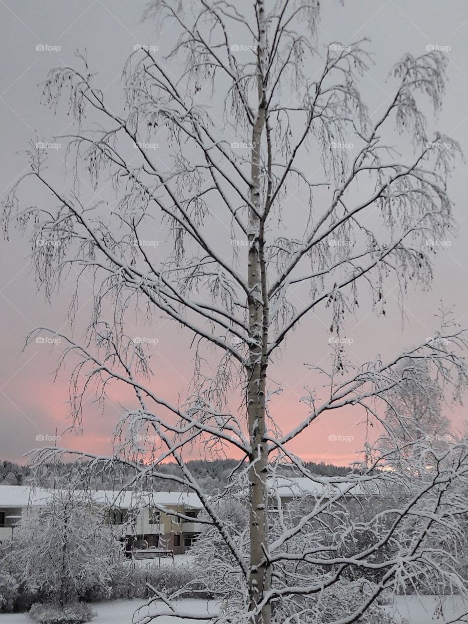 snowy birch
