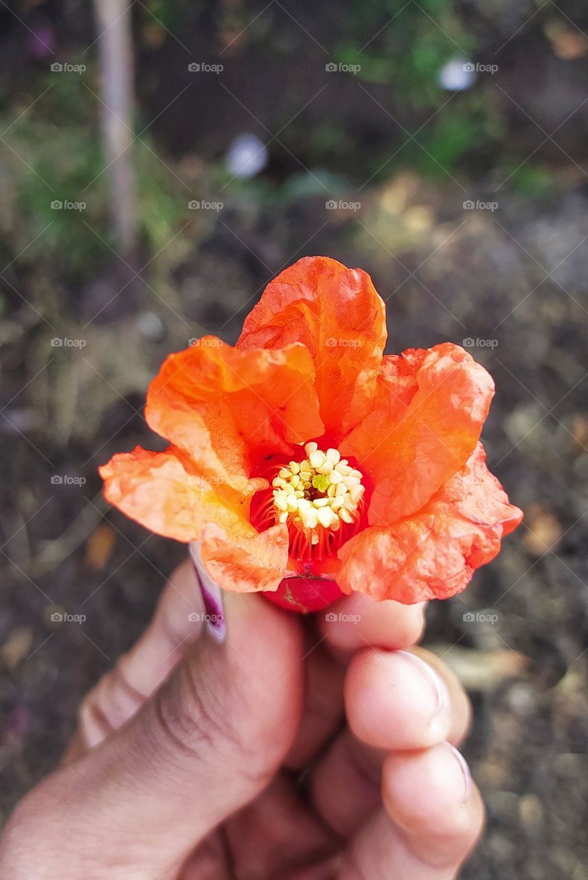 Pomogranate Flower shows beauty on camera