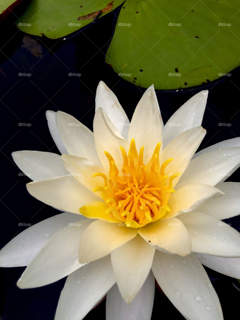 Water lily closeup 