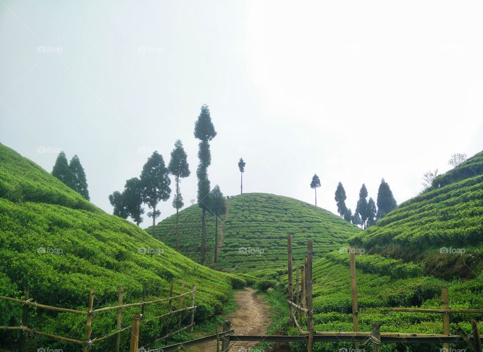 Tea gardens of Darjeeling