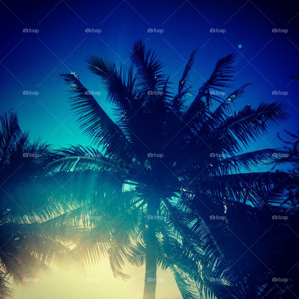 Palm