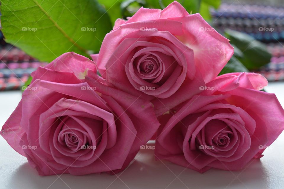 pink roses flowers, Barbie style