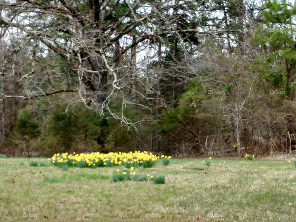 daffodils of spring