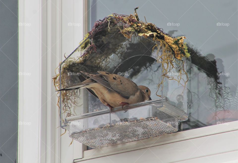 Mourning dove grabbing a snack from a window feeder 