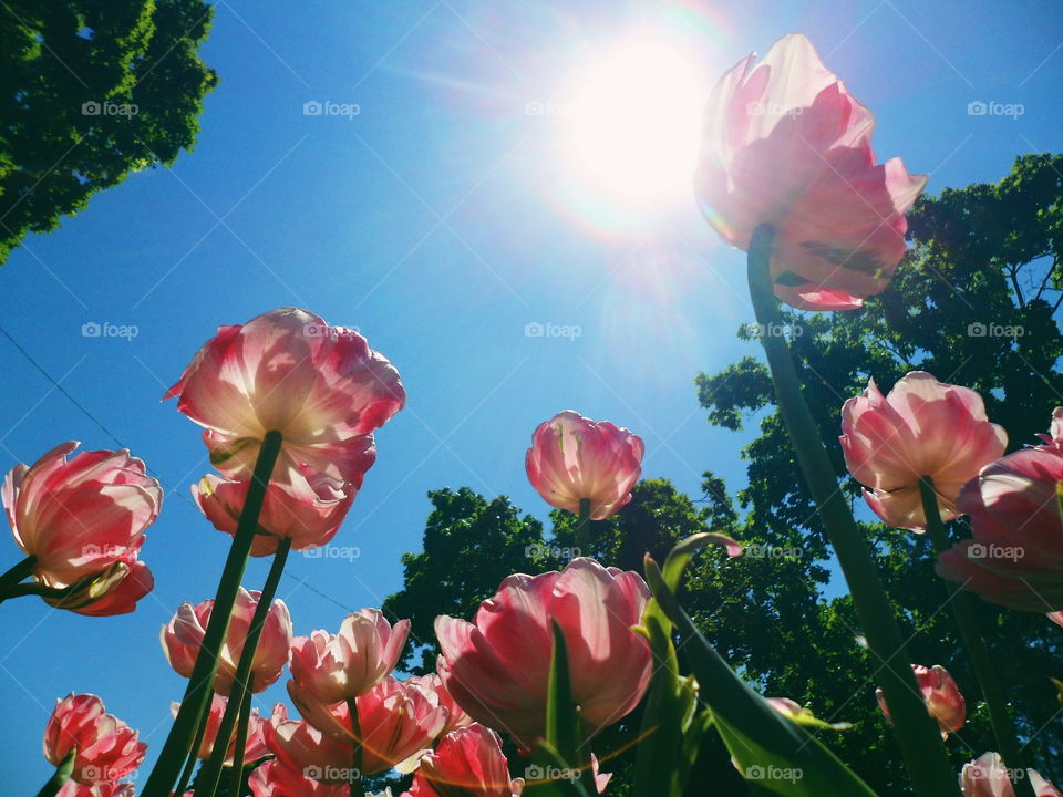 Flowers tulips against the blue sky in the park of Kiev