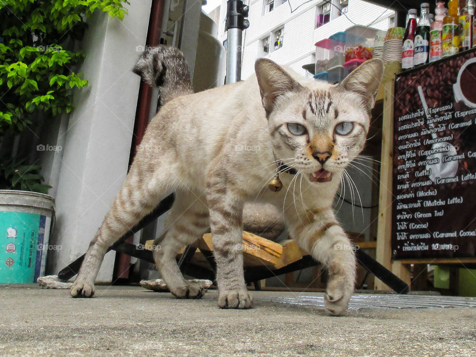 walking. pussycat is walking