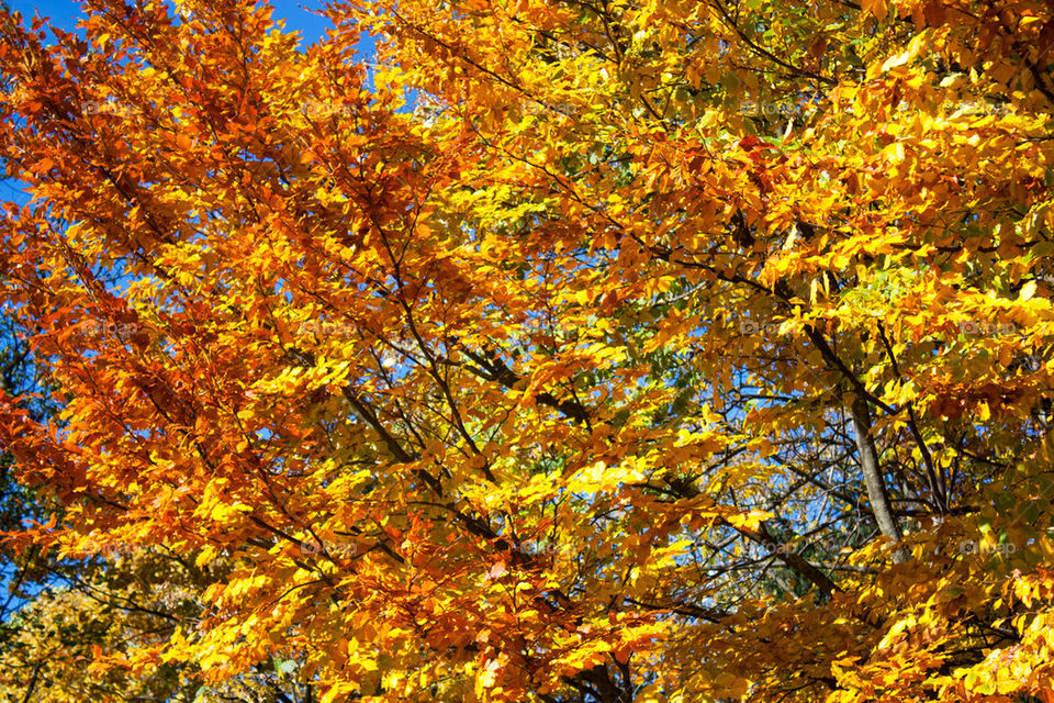 View of autumn leaves