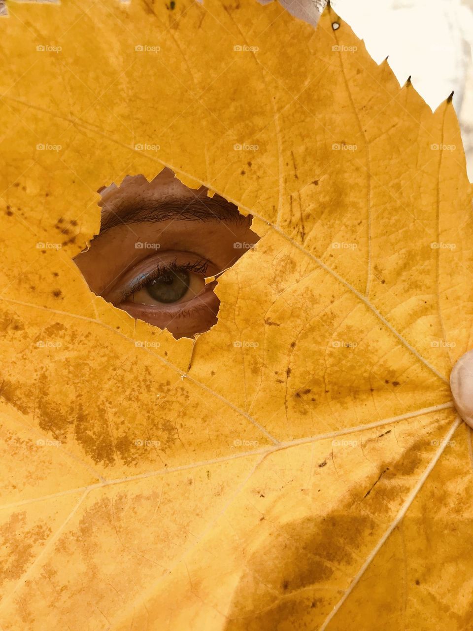 autumn motif, the eye looks through the hole of a yellow leaf, close up