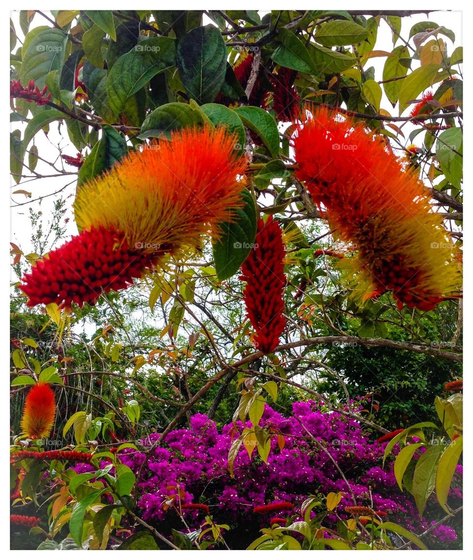 Exotic tree and plants