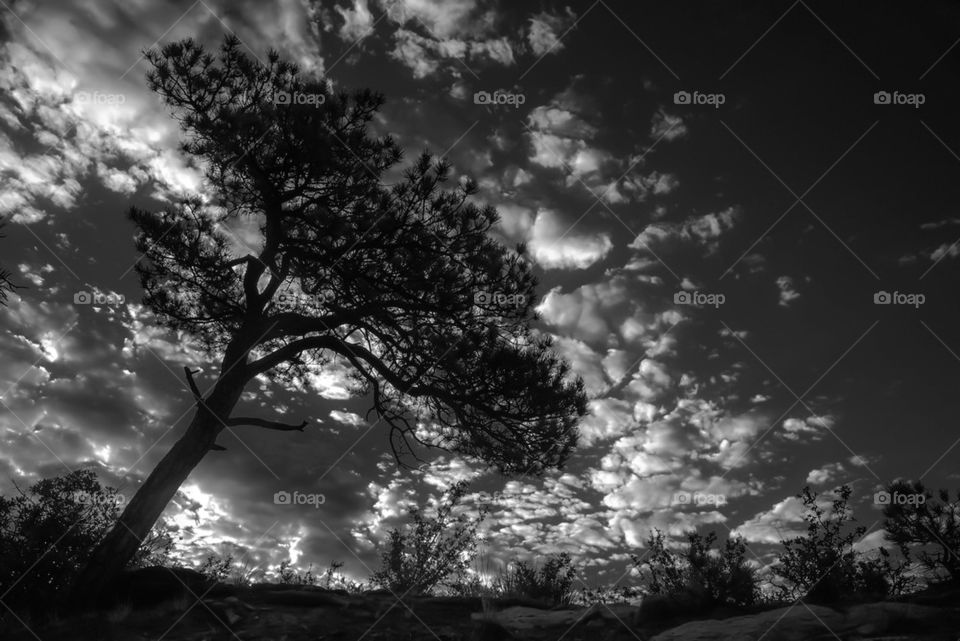 Low angle view of tree against cloudy sky