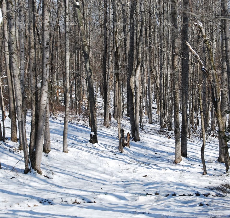 Forest in the Snow