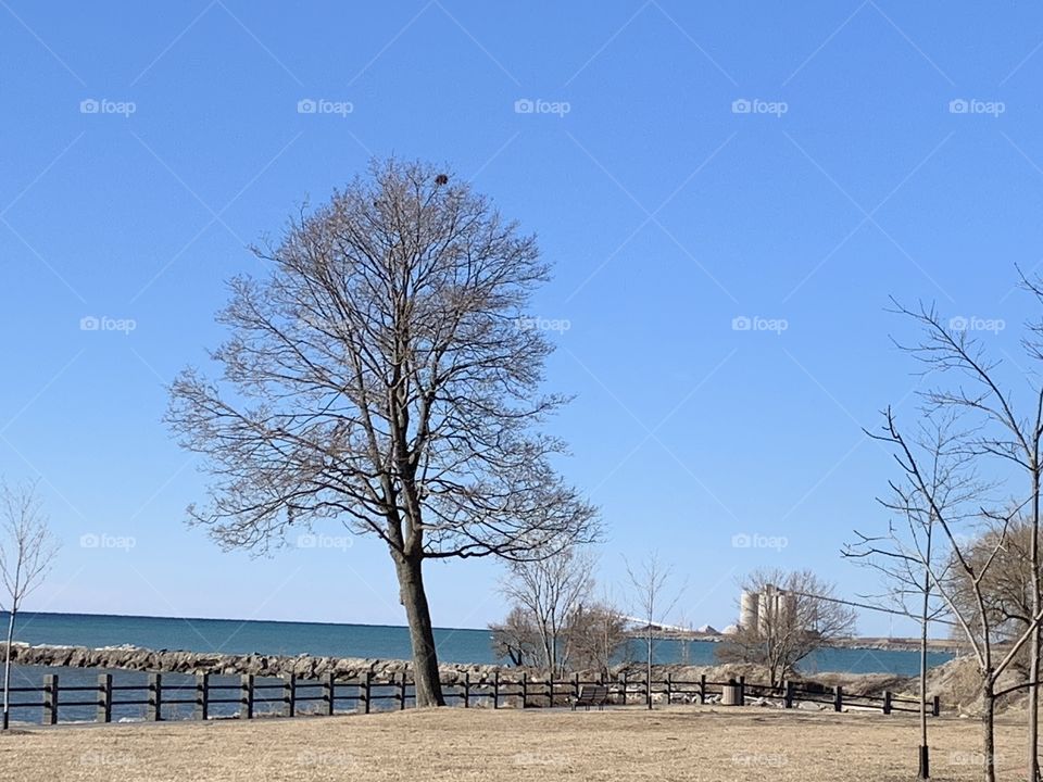 Winter, Tree, Landscape, Snow, No Person