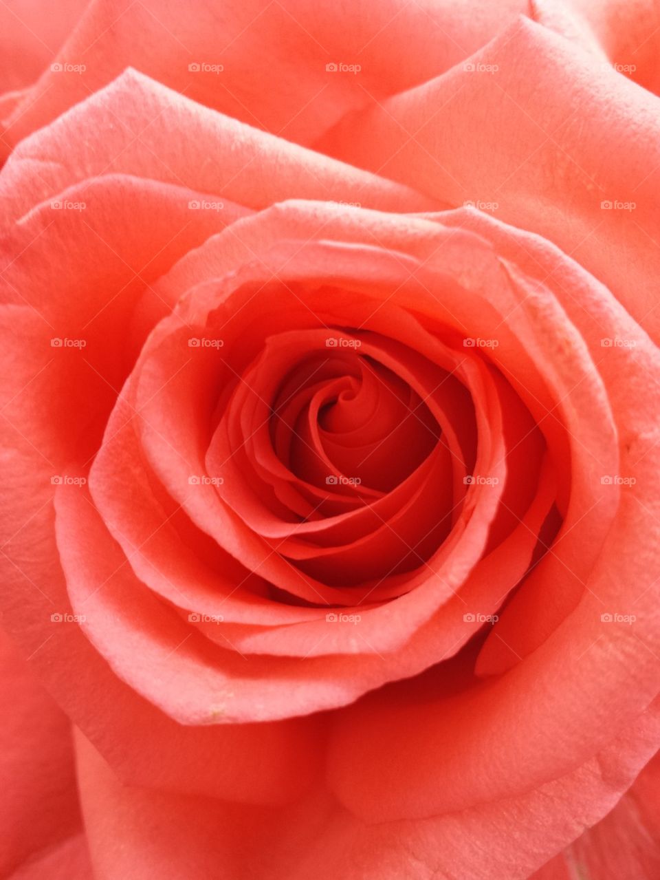 Orange Rose