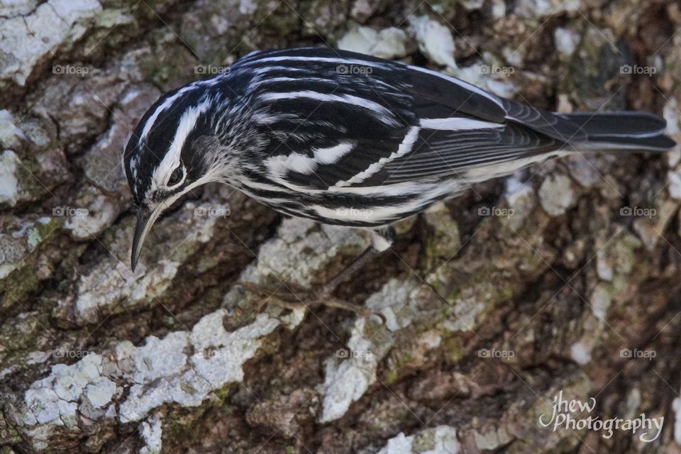 Black & White Warbler