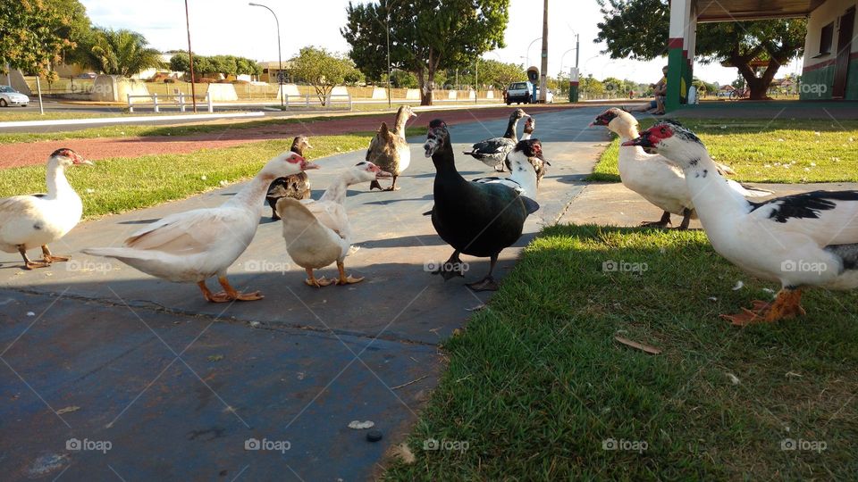 Não sei se são patos ou gansos.
