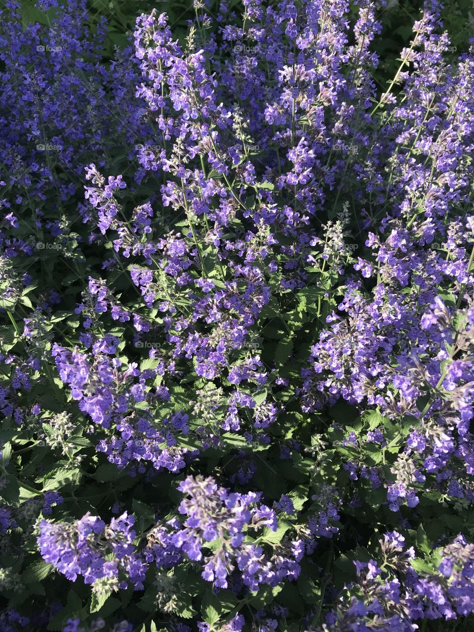 Purple flowering bush