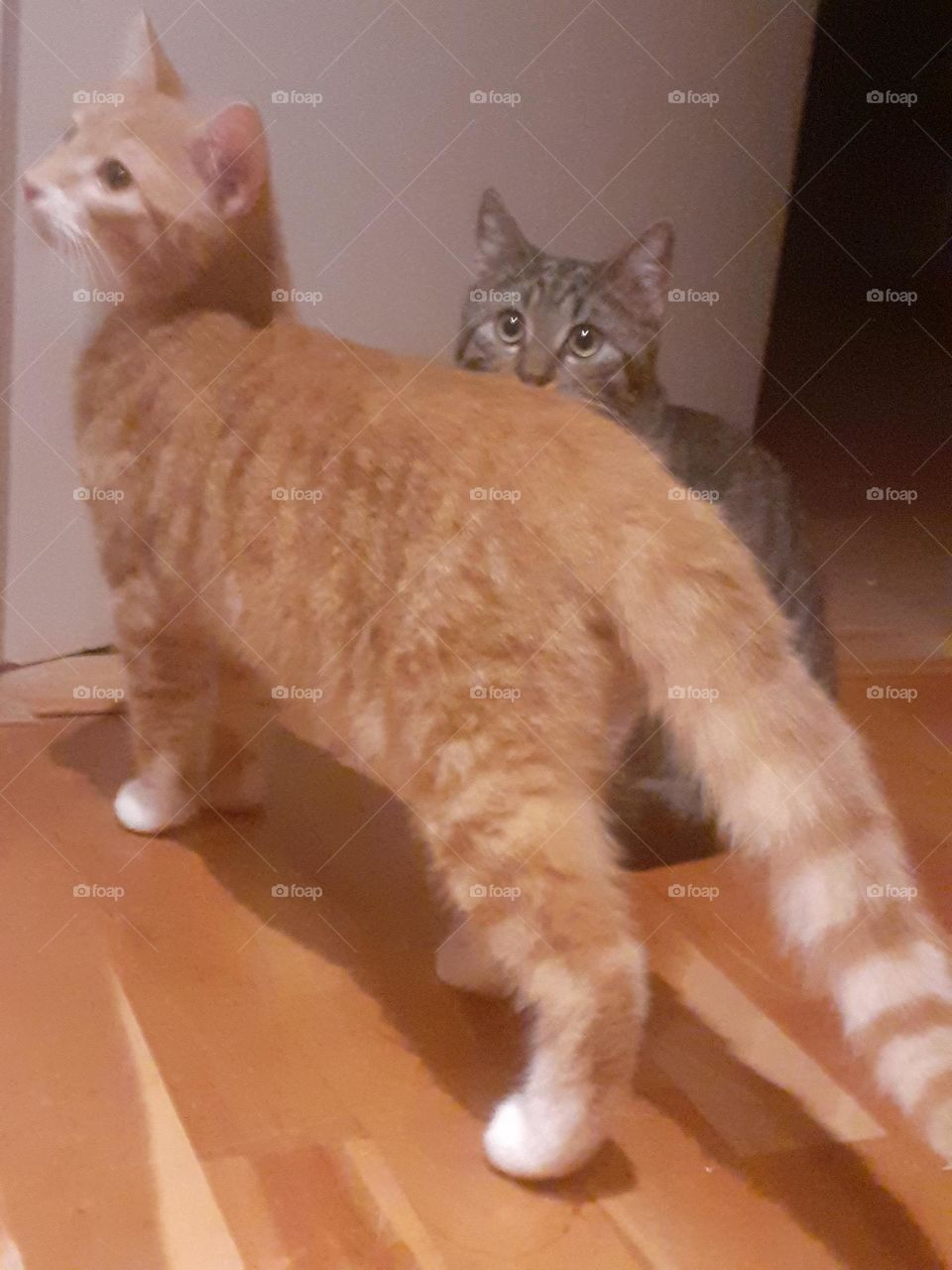 Two beautiful house cats