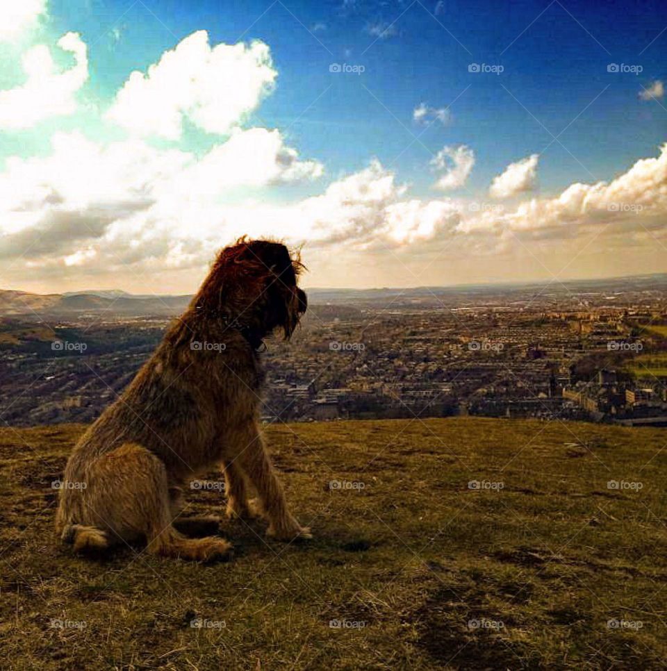 Deano. My little dog taking in the view off Edinburgh 