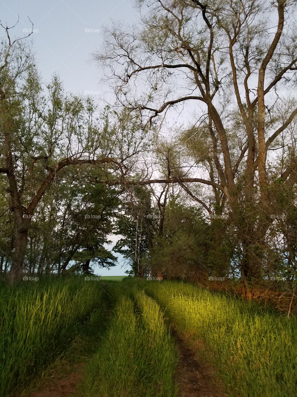 old wagon path