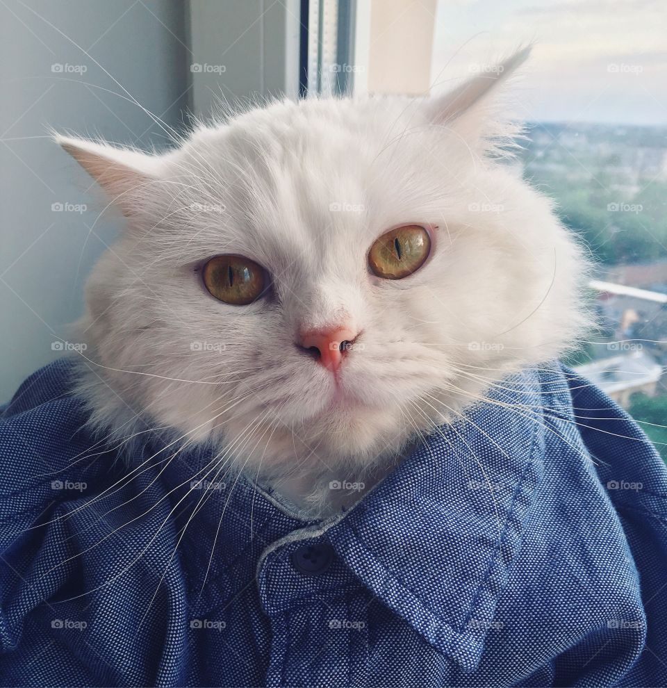 Cat in jeans 