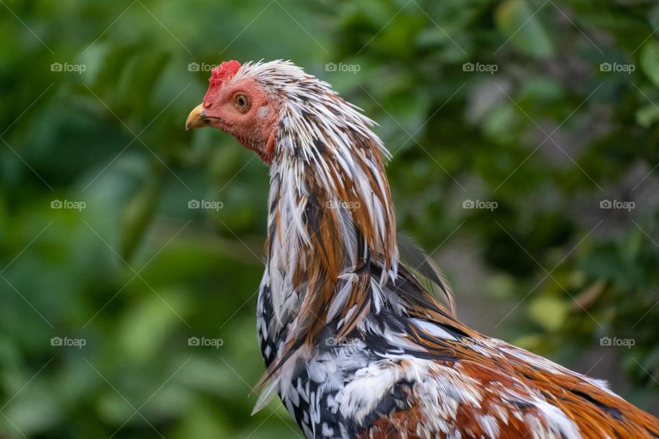 close up rooster head