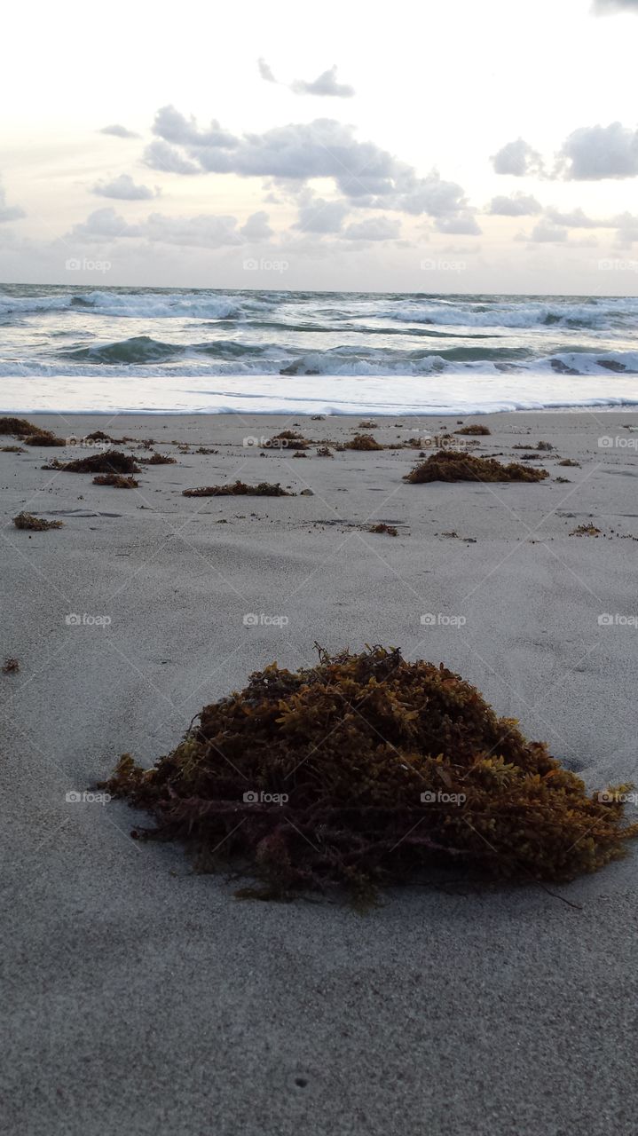 Sea Weed and Sea Shells at Cocoa Beach, Florida