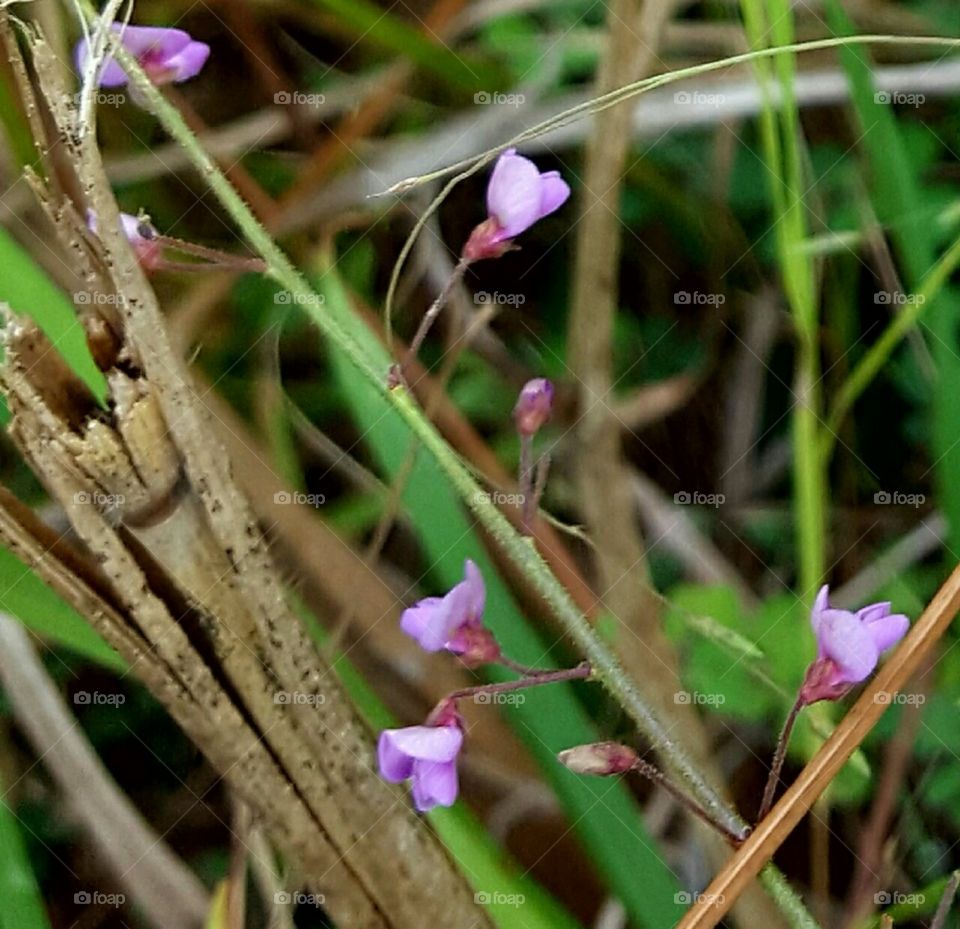 Flower, Nature, Flora, No Person, Leaf