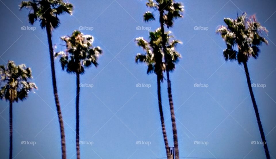 Blue Skies and Palm Trees