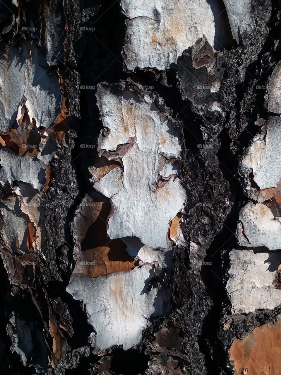 closeup of old pine tree